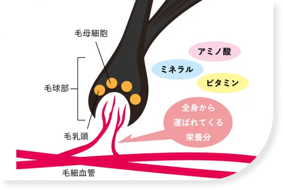 栄養は血液を通して運ばれる