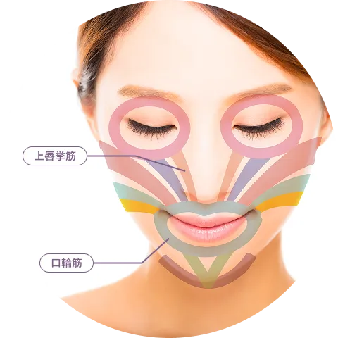 どうして、鼻の下が長くなるの？