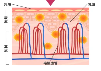 コラーゲン・毛細血管が増える