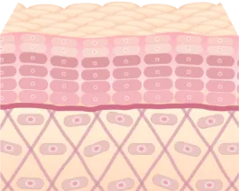 新しい肌が再生し、凹みやくすみが改善